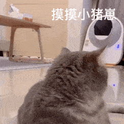 网红猫咪 | 熊仔表情包 第六弹