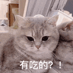 网红猫咪 | 熊仔表情包 第六弹