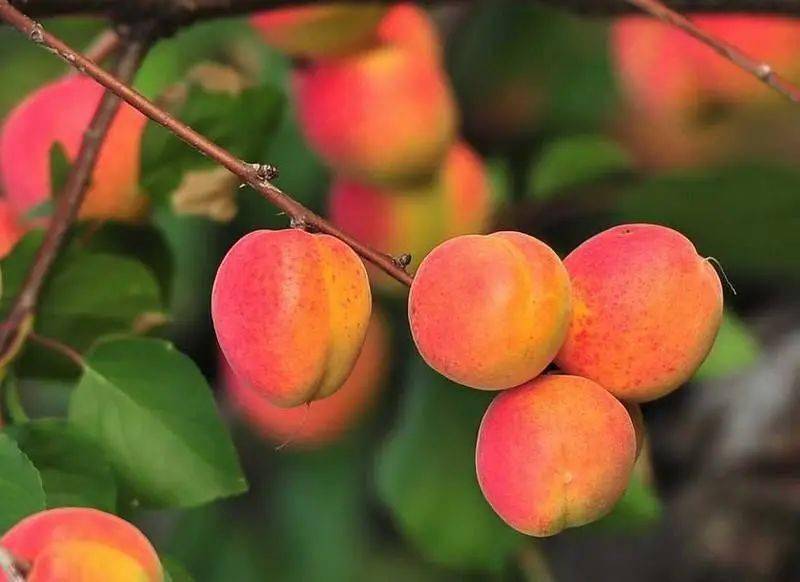 为什么叫水蜜桃名字 a35679d8b8064a6199c312c8fa4ee5cc.jpeg