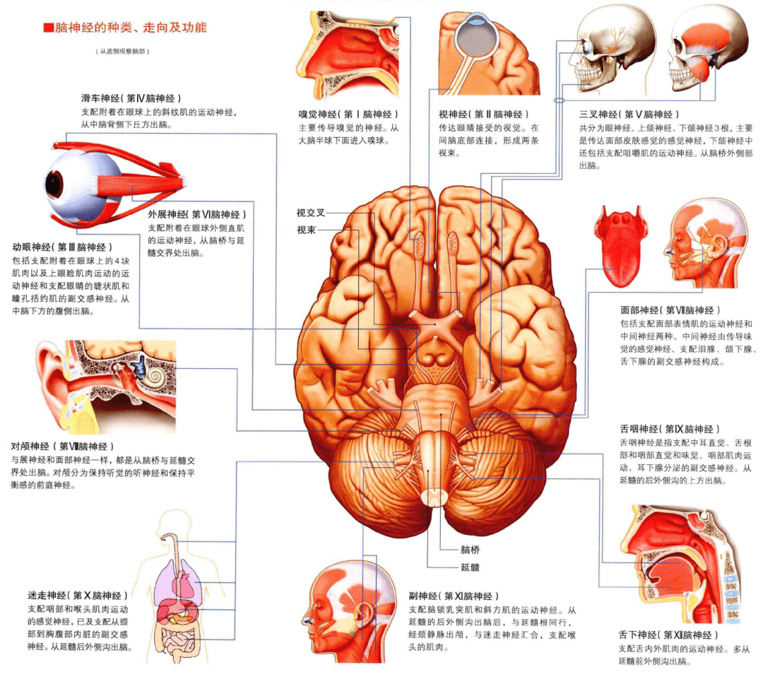 脑神经和脊髓神经 | 南京芳疗学校