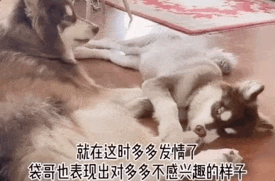 388_256gif 动态图 动图
