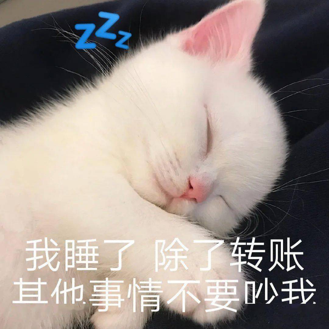 网红猫咪 | 小奶猫蛋崽表情包(二)