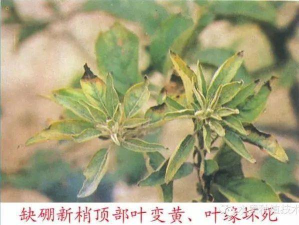 苹果树常见8种缺素症的表现及防治(图文版)
