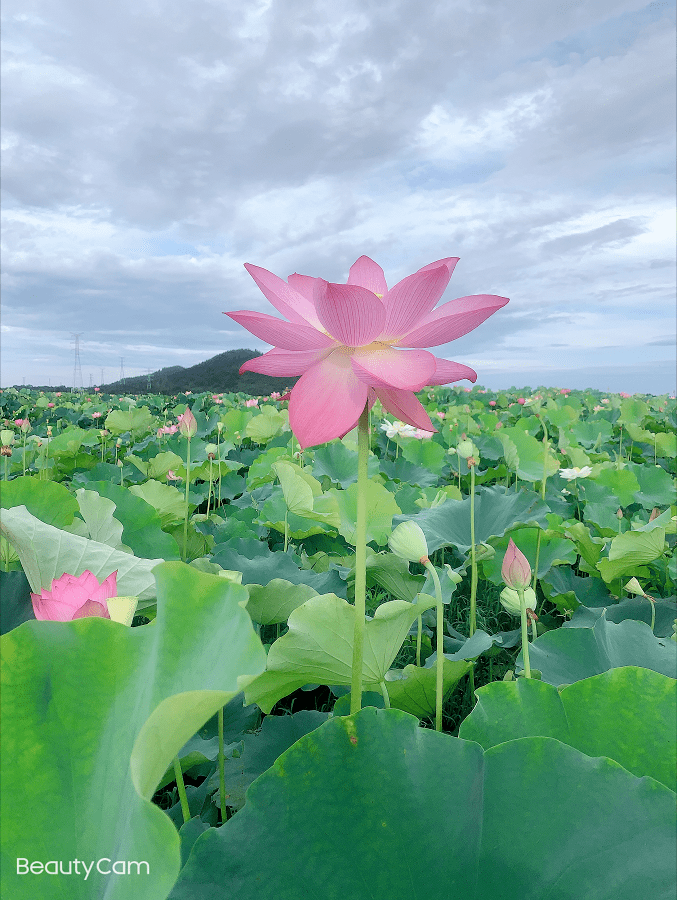 网红打卡地:千亩莲花坞,莲香迎客来