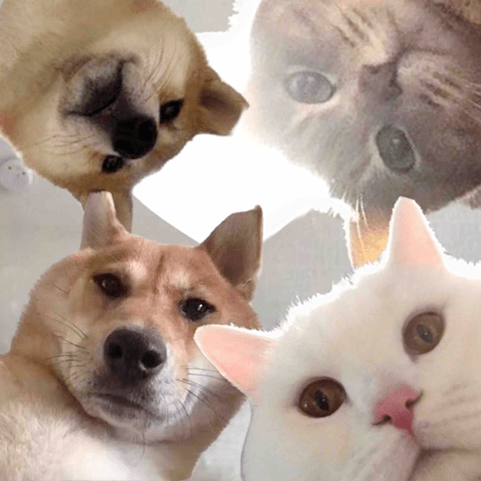 小动物场  另外我们还有官方秘密沙雕基地 (非晒猫群,只分享沙雕表情