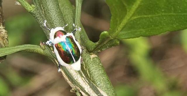 湖北宜都:发现白僵菌僵死害虫,专家:能让700种昆虫"病