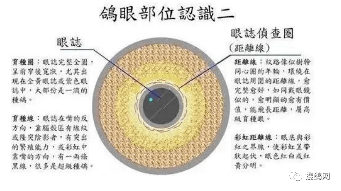 这两种线的存在多少,能预感这羽鸽子的速度和能飞距离