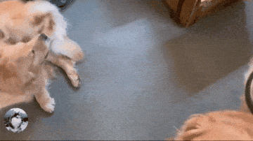 壁纸 动物 狗 狗狗 360_202 gif 动态图 动图