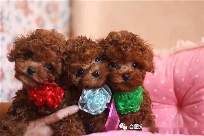 合肥出售纯种泰迪狗活体幼犬小型犬贵宾犬茶杯博美家养宠物狗狗