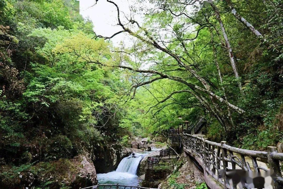 省文旅厅厅长池红打卡三百山,调研指导安远旅游产业发展工作!