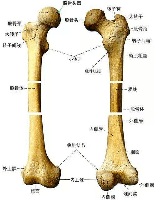 股骨颈骨折发生后,治疗手段一般包含保守治疗与手术治疗.