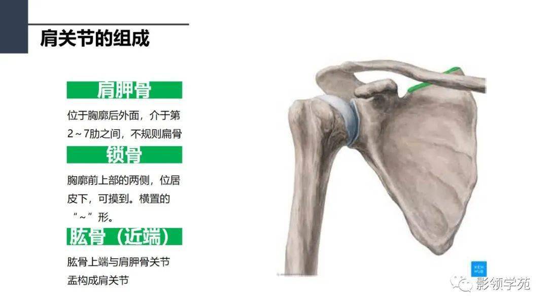 肩关节解剖及常见疾病影像表现