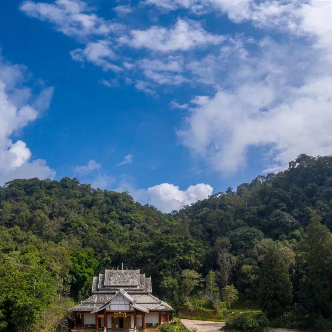 【最普洱】景迈山,一场说走就走的旅行,遇见茶 to meet tea at jing