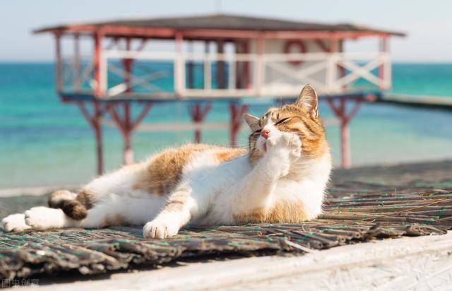 猫咪"舔爪子"的5大原因,可能是生病了,宠主别忽视