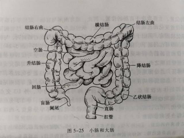 如下图:  升结肠,  横结肠,  降结肠和  乙状结肠.
