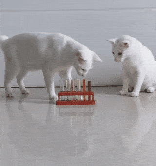 乖乖!这两只猫的代入感太强了,我都突然爱上读书了!