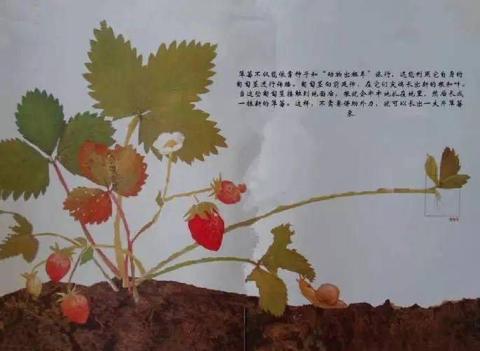 一粒种子的旅行---绘本赏析>>>>>>是怎样到达这些地方的呢?
