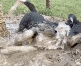 笑尿了!流浪狗误入工地,意外实现了