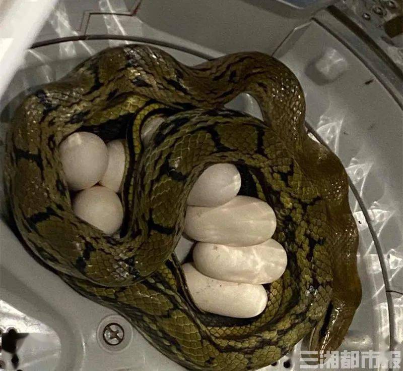湘潭2米长蛇洗衣机内产蛋,高速交警院