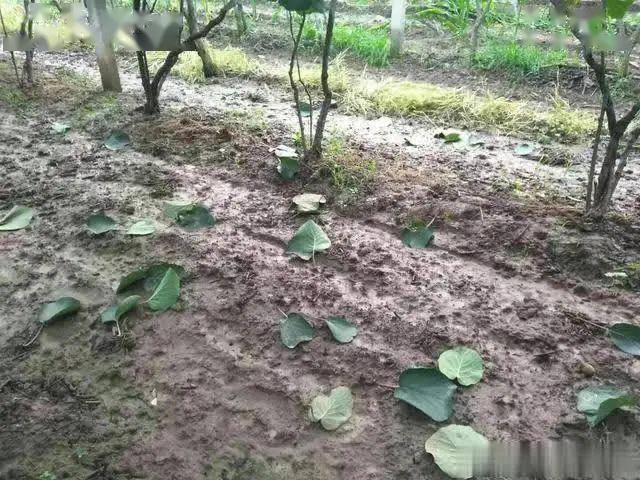 夏季雨后猕猴易爆发褐斑病,灰霉病和叶枯病,果农应如何防治?图片