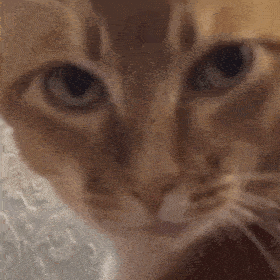 网红猫咪 | 沙雕猫咪敦敦表情包(二)