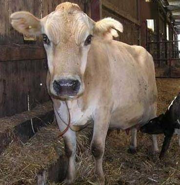 肉牛常常关节肿大走路坡行以下这几点要注意教你怎么养好牛