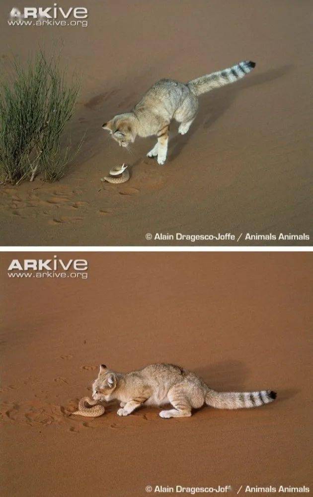 沙漠猫的幼崽也太奶了吧！现在不吸以后就吸不动啦！