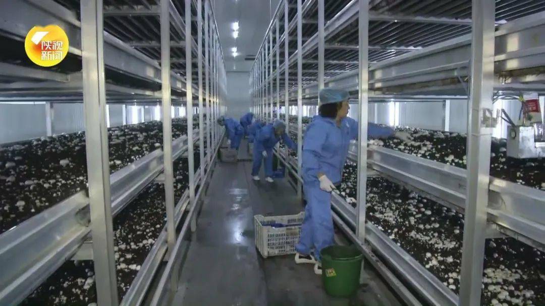 对口帮扶商洛丹凤县的在苏陕扶贫协作中,工厂化生产双孢菇出口商洛