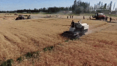 麦时间一般在十天左右 农民们早出晚归 在一望无垠的金色麦田里劳作着