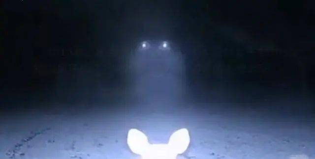 不明生物还是恶作剧?相机捕捉到的人类5张最神秘诡异的照片!