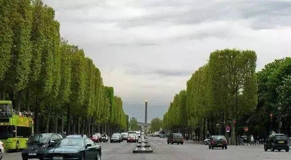 巴黎香榭丽舍大街上的造型树真是一股清流，中法文化果然不一样！