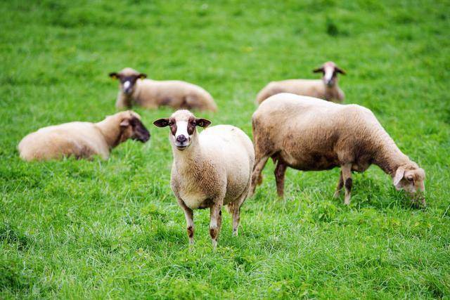 牛羊养殖混养技术研究及注意事项