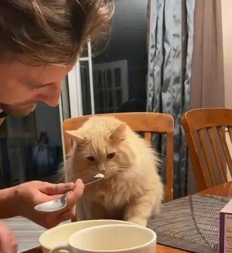 猫能不能吃雪糕?外国小哥拿自家猫测试,结果猫咪展现夸张表情包
