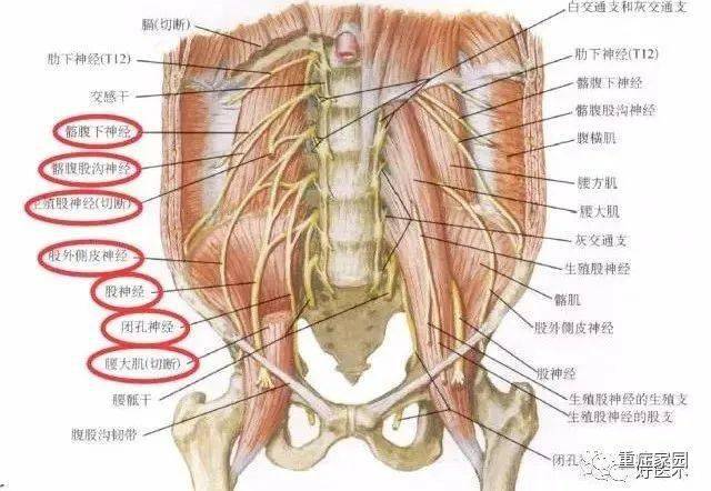 位于腰大肌深面,分支包括髂腹下神经,髂腹股沟神经,生殖股神经,股外侧