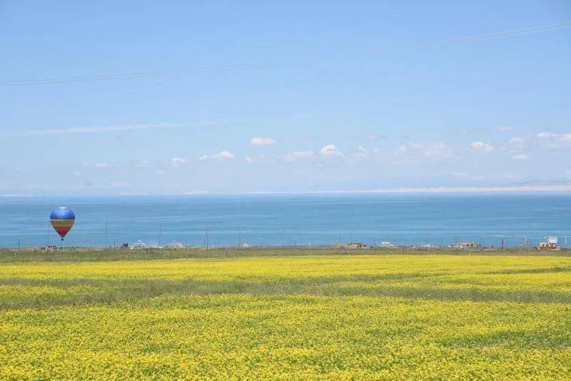 6-7月份是青海湖观赏油菜花的最佳时期(图:赵健)