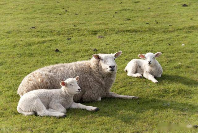 养羊人能给羊提供一个好环境,养羊就成功了一半