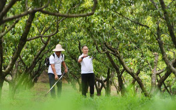 桃园|播种甜蜜的一家人