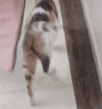 流浪猫主动上门求收养却遭家猫驱赶它离去的背影太让人心疼