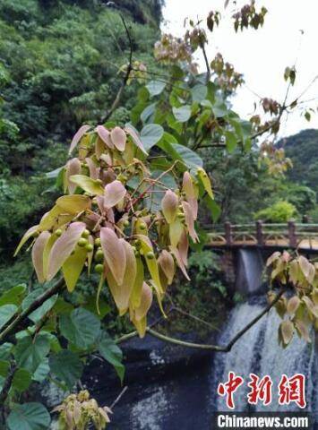 成果|世界自然遗产丹霞山召开生物多样性保育成果发布会