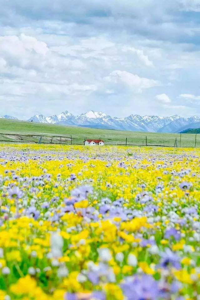 一路芬芳一路歌去阿坝的花海里撒欢儿