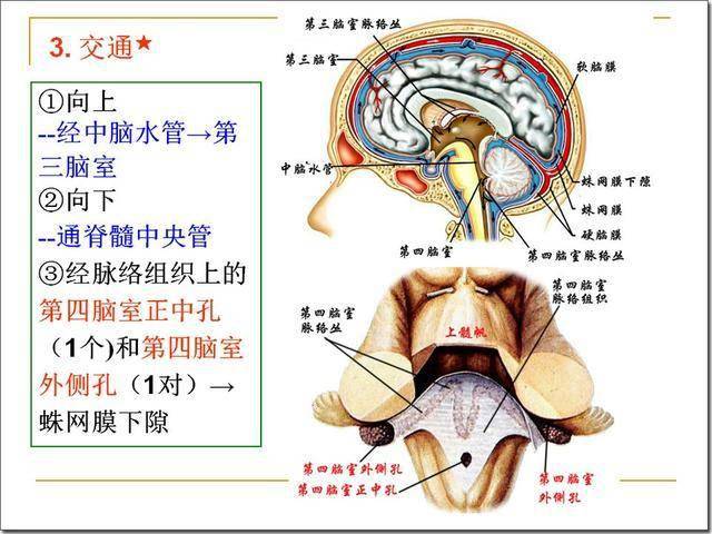 脑干解剖及损害分析