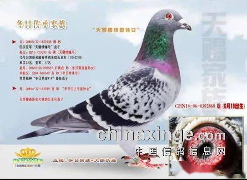 2020年宁夏万喜公棚500公里决赛结束,最开心的当属任海山和王江东