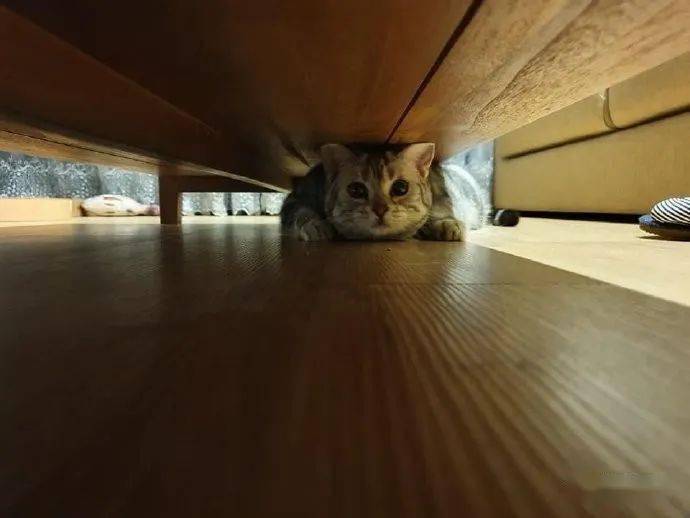 猫咪躲在桌子底下,想不到竟这么可爱