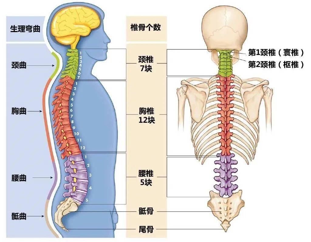 建立延展脊柱的觉知不正确的脊柱延展让背部,腹部,臀部,大腿和颈部的