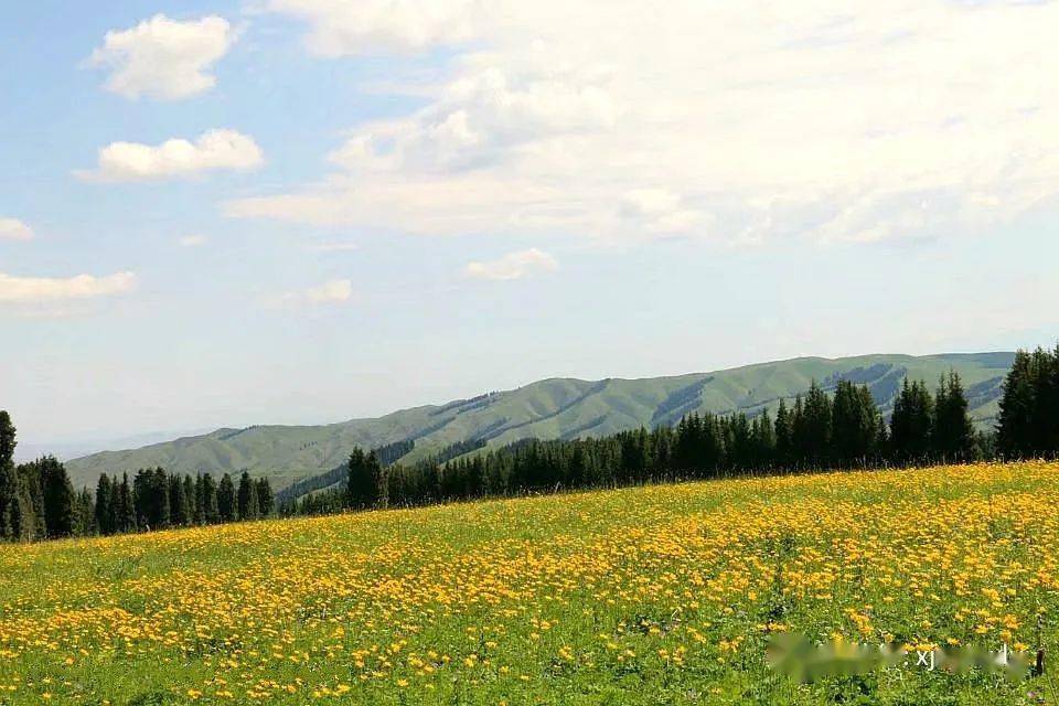 (费用aa)6月25日,26日,27日南山半截沟菊花台赏山花休闲摄影一日游