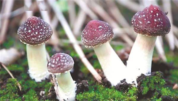 企业开着货车进村拉"赤松茸"
