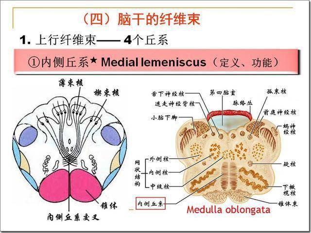 脑干解剖及损害分析_延髓