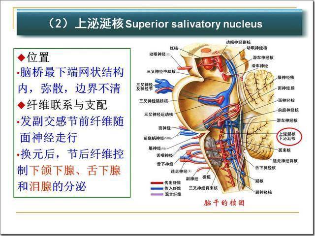 4)参与睡眠发生,抑制痛觉传递 中缝核群中的5-羟色胺能神经元,发出