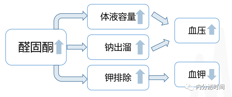 作用原理:醛固酮进入远曲小管和集合管上皮细胞后,与胞浆内受体结合