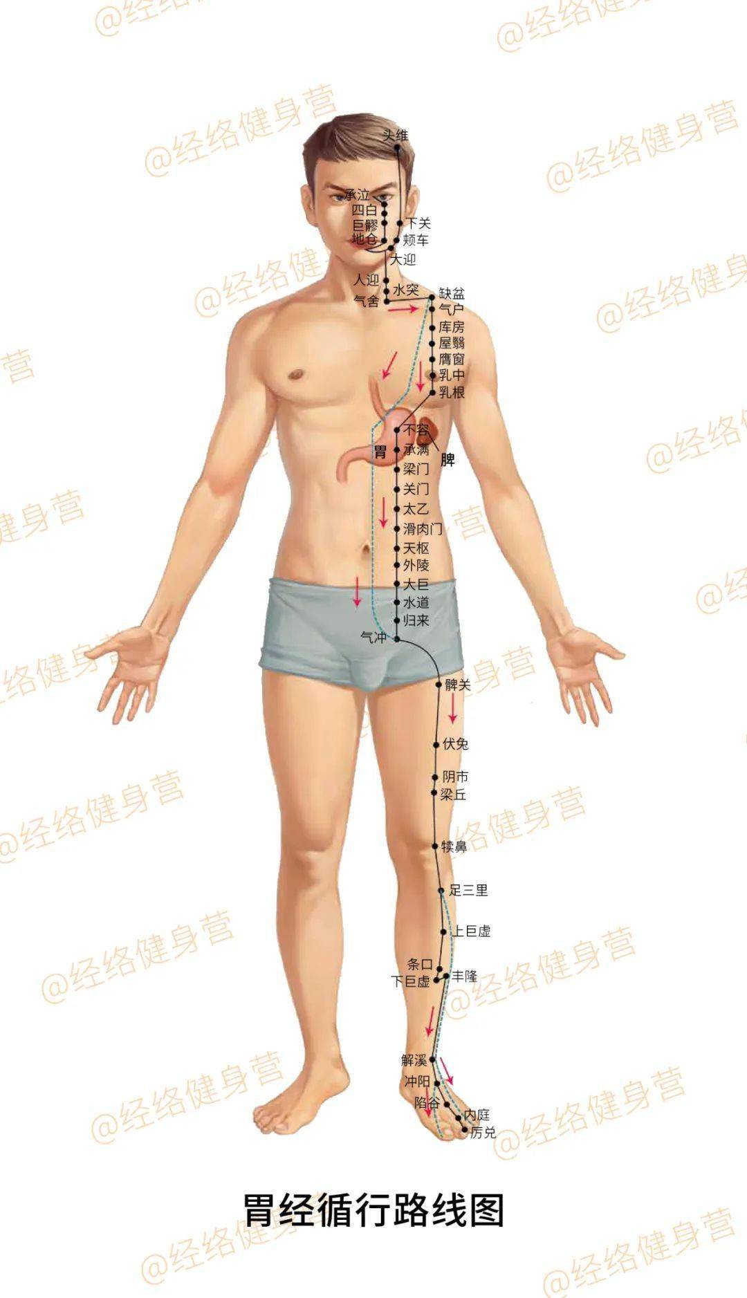 十二经络肌表内脏联系图